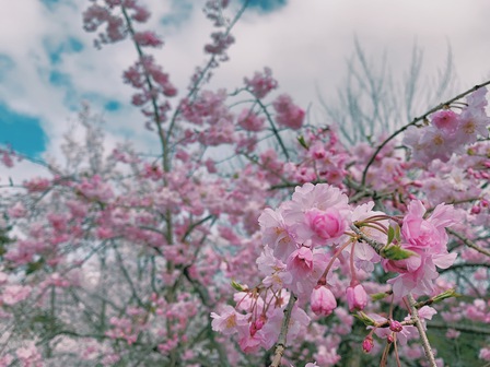 桜、結婚式、新生活スタート