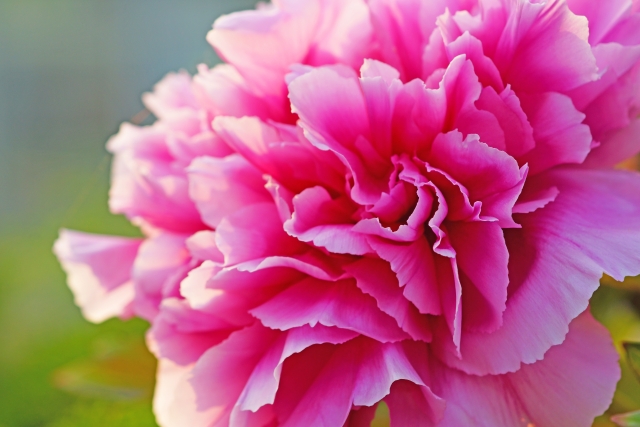 結婚式にもおススメ 季節のお花 芍薬 プランナーブログ 大阪のホテルウエディング 結婚式 ホテル日航大阪 Hotel Nikko Osaka 公式サイト